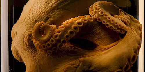 Halloween: Creepy Creatures of the Deep