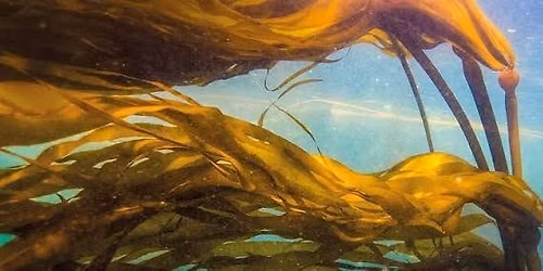Future of Oceans lecture: \u201cMarine Heat Waves and the Ecology of Southern California Kelp Forests\u201d