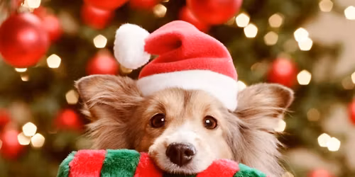 Santa Paws