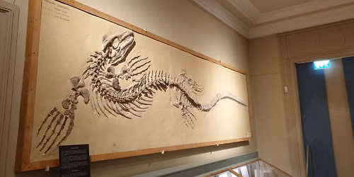 Visning av Evolutionsmuseet paleontologi