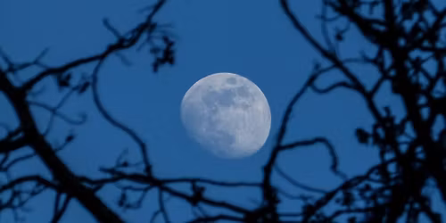 Full Moon Forest Bathing