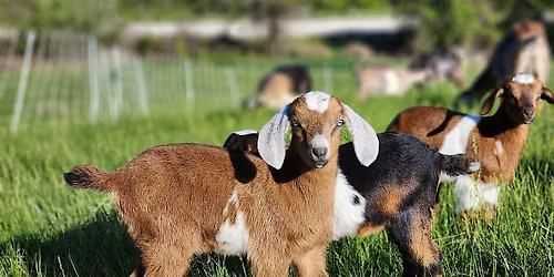 Goats & Coffee