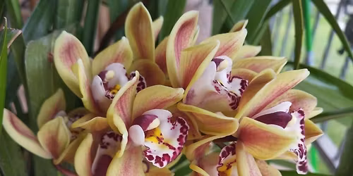 Orchidee,una medicina per l\u2019anima - corso
