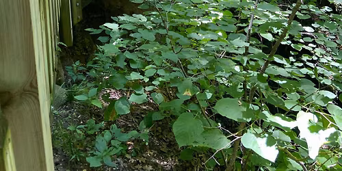 Mizzou Rocks Day Camp