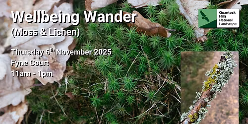 Wellbeing Wander (Moss & Lichen)