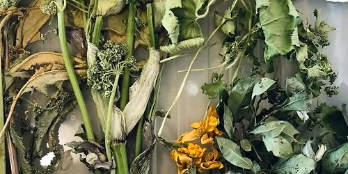 Jurtalitun | Natural Dyes