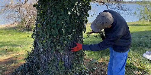 Vegetation Trimming and English Ivy Removal North of Memorial Bridge