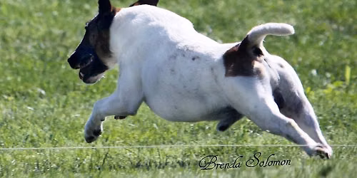 Buckhon Valley Kennel Club All Breed "PLUS" show