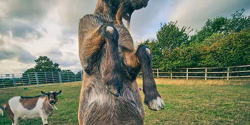 Goat Yoga