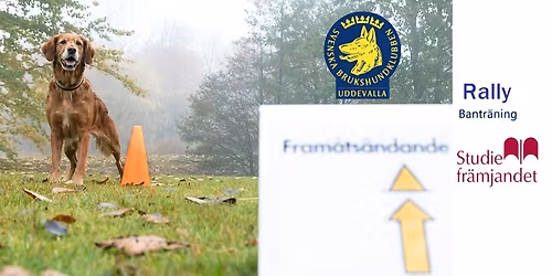 Rally - Bantr\u00e4ning