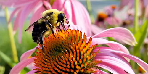 Pollinator Garden Workday