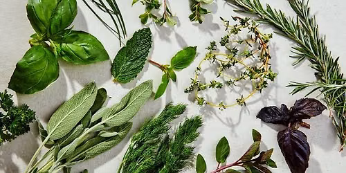 Identifying Medicine in Our Garden: Herbalism with Taina Vargas