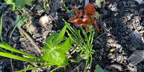 Trailblazers: Plant ID and History Walk at Eggers Grove