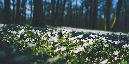 Klart det g\u00e5r - v\u00e5rtur i Botanisk hage