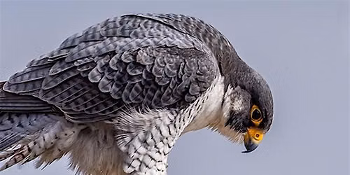 Raptors Up Close