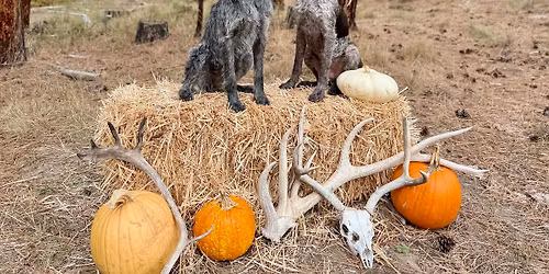 UKC Elite Shed Dog Series 3-day May 2026 Trial