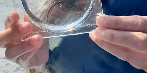 Strandsafari for b\u00f8rn og barnlige sj\u00e6le