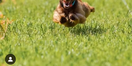 CONROE KENNEL CLUB HOLIDAY DOG SHOW CLASSIC DOG SHOW- NOVEMBER 28, 29, 30 & December 1, 2025