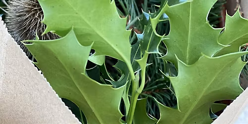 Winter Wreaths at Chopwell Wood – Green Health Routes Workshop