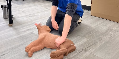 Pet First Aid