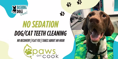 No Sedation Pet Teeth Cleaning - Victoria