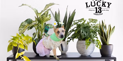 Lucky 13 Event at RootsKC