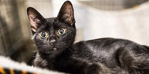 Meet and Greet Adoption Event