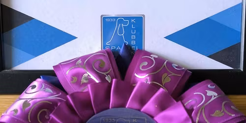 Juleudstilling Certifikat udstilling- \u00c5rets hunde