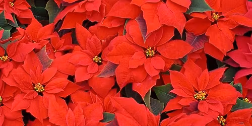 Christmas Day Worship