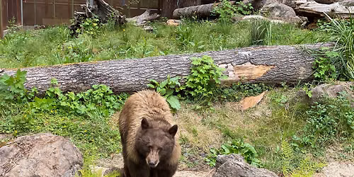 OktoBEARfest at Sequoia Park Zoo presented by Humboldt Cider Company