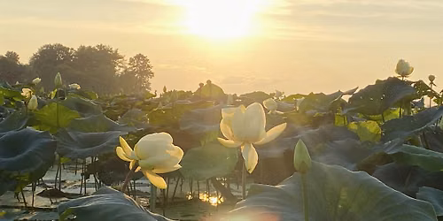 Floating Soundbath Amongst the Lotus at Sunset