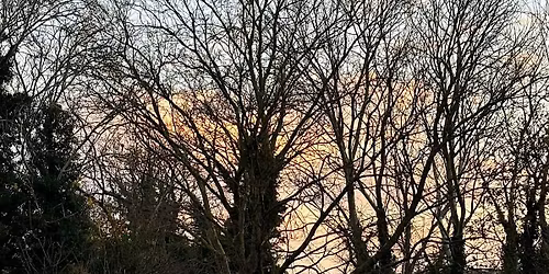 Winter Tree Walk, Prospect Park