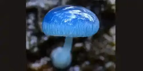 Guided Fungi Walk