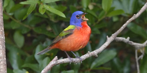 National Geographic Live: Saving Nature's Symphony