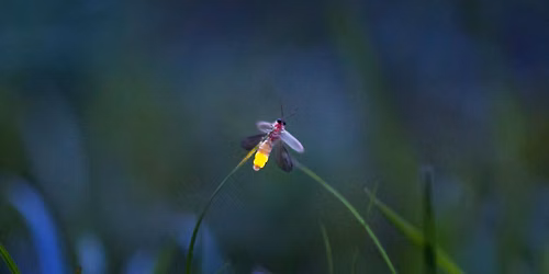 Firefly Family Evening