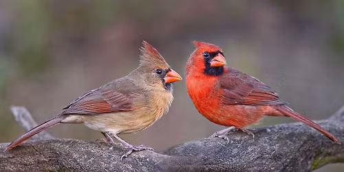 'Winged Ambassadors' and Avian Amble