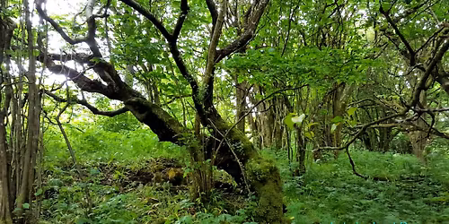 Shamanic Spirit Journey with Celtic Light Weaving