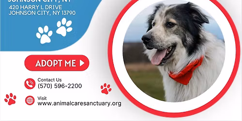 Pop Up Adoption Event at Petco!