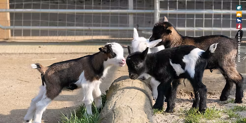 Tierkinder (Ganztags-Workshop - Schulkinder & Jugendliche)