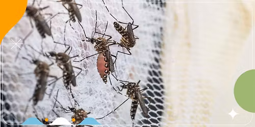 Behind The Scenes of Mosquito Factory for the Fight against Dengue