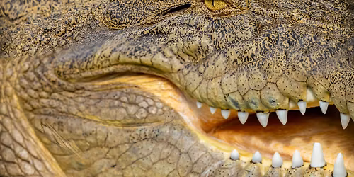 The Explainer Series: Crocodiles