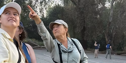 Fourth Sunday of the Month Bonelli Bird Walk