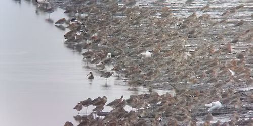 Field Trip: Kinneil and Skinflats