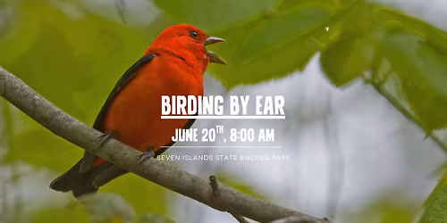 Birding by Ear