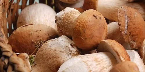 Foraging
