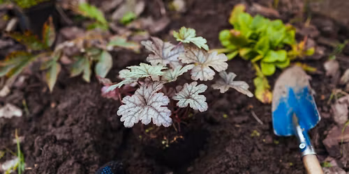 How to Fertilize your Garden Plants