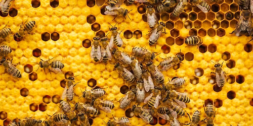20th May - Sustainability Afternoon for World Bee Day (Children\u2019s Event)