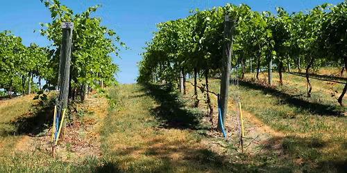 San Diego Vineyard and Winery Private Tour