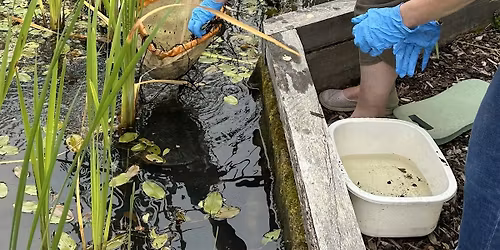 Pond Dipping Workshop for Over 18s - Sutton Courtenay, Friday 17 July