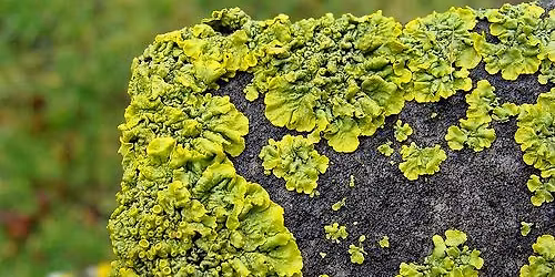 Cemetery Lichens (in-person)